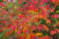 Rhus typhina - Velvet Sumac shrubs in autumn - October