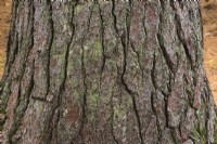 Pinus - Red Pine tree bark covered with Bryophyta - Green Moss - October