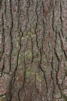 Pinus - Red Pine tree bark covered with Bryophyta - Green Moss - October