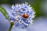  Twospotted lady beetle on flower