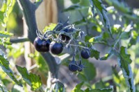 Solanum lycopersicum 'Zebra' - Tomato