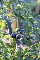 Solanum lycopersicum 'Zebra' - Tomato 