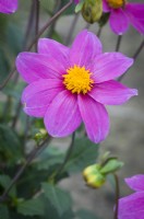 Dahlia 'Miss Cambell'