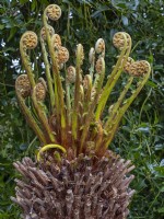 Dicksonia antarctica - frond unfurling  Norfolk April