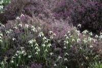 Galanthus nivalis 'S. Arnott' with Erica x darleyensis 'Kramer's Roteâ€™ - March