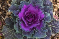 Purple Brassica oleracea - Ornamental Cabbage in autumn - October