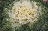 White Brassica oleracea - Ornamental Cabbage in autumn - October