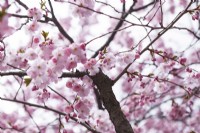 Prunus 'Accolade' - Flowering Cherry