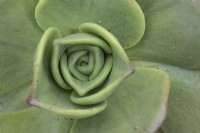 Aeonium nobile