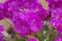 Lewisia cotyledon Ashwood Strain Magenta Shades