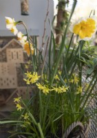 Narcissus 'Hawera' dwarf-flowering daffodil. In a container on a North facing balcony. 