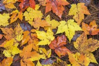 Acer - Maple tree leaves on top of  Pinus - Pine tree needles fallen on ground in autumn - October