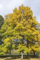 Carya ovata - Shagbark Hickory tree in autumn, Montreal Botanical Garden, Quebec, Canada - October