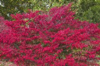 Euonymus alatus 'Compactus - Dwarf Burning Bush in autumn, Montreal, Botanical Garden, Quebec, Canada - October