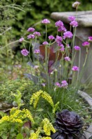 Container with Armeria maritima and Aeonium arboreum var. atropurpureum 'Zwartkop'

