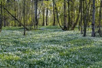 View of a woodland carpeted with Anemone nemorosa in Spring - April