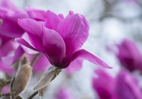 Magnolia campbellii x 'Lanarth' x M. liliiflora 'Ruth'