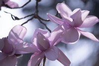 Magnolia sargentiana 'Robusta'