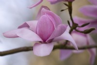 Magnolia sargentiana 'Robusta'