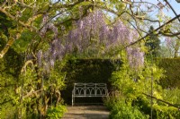 Wisteria floribunda on a metal arch over a garden bench at Waterperry Gardens, Waterperry, Wheatley, Oxfordshire, UK