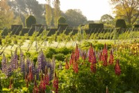 Lupinus - Lupin 'The Pages' and 'The governor' with Malus espaliers and topiary in the background at Waterperry Gardens, Waterperry, Wheatley, Oxfordshire, UK