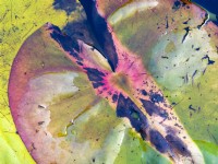 Nymphaea - water lily leaf in autumn