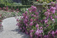 Hybrid Musk Rose 'Mozart'