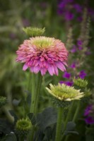 Echinacea purpurea 'Double Scoop Bubble Gum'