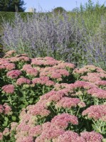 Hylotelephium spectabile - Sedum spectabile and Perovskia 'blue spire'