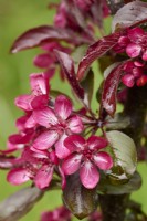 Malus toringo 'Aros' - crab apple