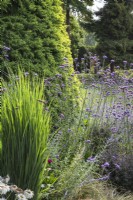 Verbena bonariensis with Panicum virgatum 'Northwind' in front of Cedrus deodara 'Nana Aurea' - August, The Bressingham Gardens, Norfolk