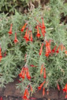 Zauschneria californica 'Glasnevin' - California fuchsia 'Dublin' - August