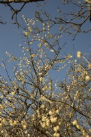 Chimonanthus praecox 'Luteus - Wintersweet' - February