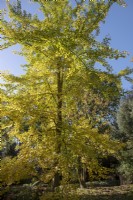 Ginkgo biloba - Maidenhair Tree - October