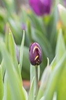 Tulipa Absalon - Historical Rembrandt Tulip dating from 1780