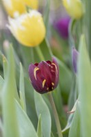 Tulipa Absalon - Historical Rembrandt Tulip dating from 1780