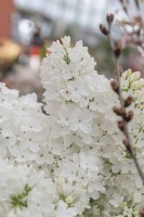 Syringa vulgaris 'Monument'