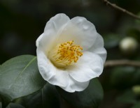 Camellia japonica, a white camellia with yellow stamens