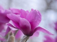 Magnolia campbellii  'Ruth' M â€˜Lanarth' x M 'Liliiflora'