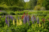 Multi-coloured Lupinus - Lupin in a bed at Waterperry Gardens, Waterperry, Wheatley, Oxfordshire, UK