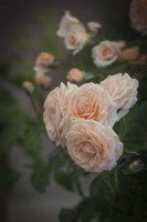 Rosa 'Cream Abundance'