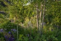 Liriodendron tulipifera underplanted with Campanula lactiflora, Taxus baccata and Digitalis parviflora.  Cancer Research UK's The Legacy Garden, RHS Hampton Court Palace Garden Festival 2021