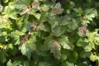 Acer campestre 'Red shine' Hedge maple