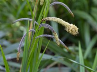 Carex pendula - Drooping Sedge in flower Norfolk Late April