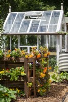 DIY Planter made from recycled palettes planted with Begonias and greenhouse behind.  RHS No Dig Allotment Demonstration Garden in Association with Charles Dowding and Stephanie Hafferty, RHS Hampton Court Palace Garden Festival 2021