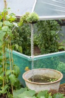 Chain water collector with cast iron container.  RHS No Dig Allotment Demonstration Garden in Association with Charles Dowding and Stephanie Hafferty