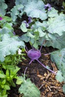 Purple Kohlrabi in the RHS No Dig Allotment Demonstration Garden in Association with Charles Dowding and Stephanie Hafferty, RHS Hampton Court Palace Garden Festival 2021