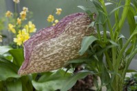Helicodiceros Muscivorus - Dead horse arum lily