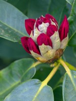 Rhododendron 'Markeeta's Prize' Late April