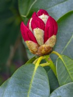 Rhododendron 'Markeeta's Prize' Late April